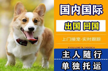 成都市宠物托运公司成都市宠物托运公司成都市宠物托运公司