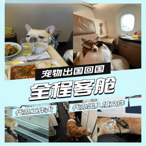 成都市宠物托运到白俄罗斯宠物入境规定和要求